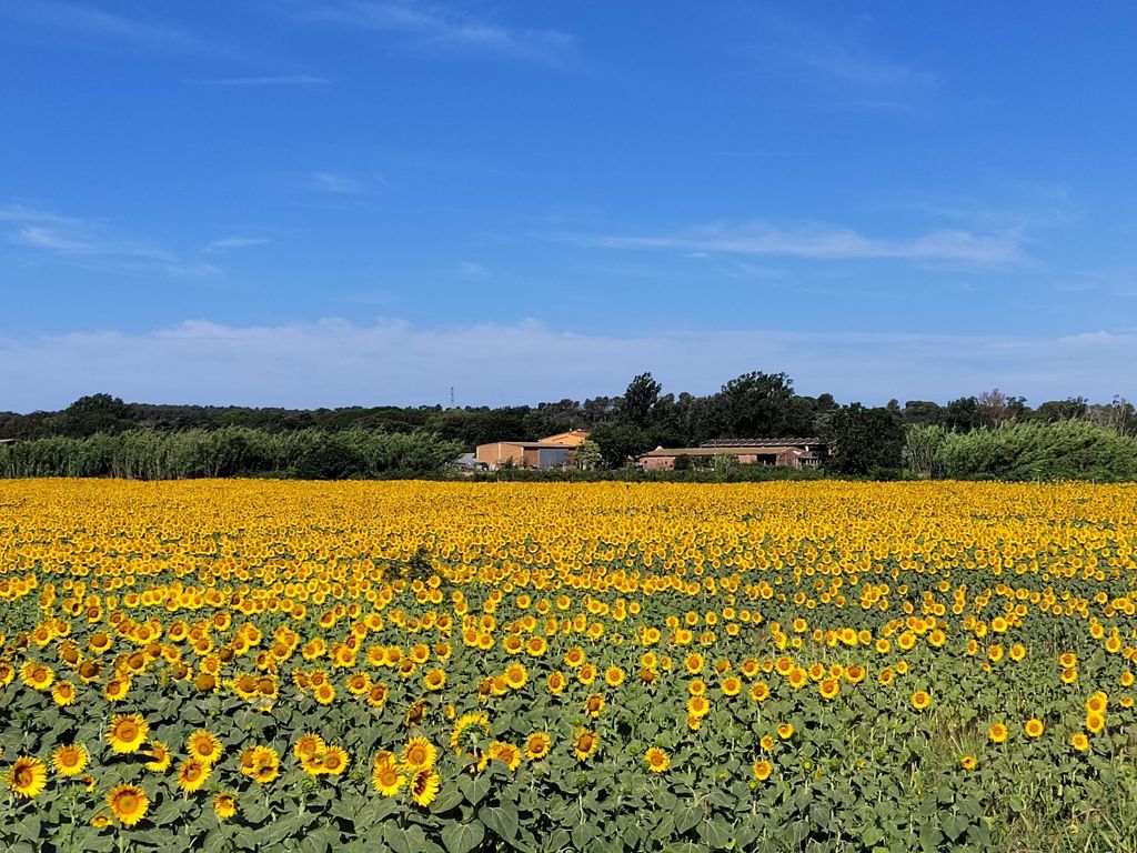 Sunflowers